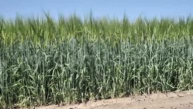 用除草剂和化肥处理有机未熟小麦前4k绿田，大丰收